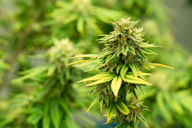 blühendes cannabis, das bereit ist, für die extraktion in verschiedene produkte verwendet zu werden - wildpflanze stock-fotos und bilder