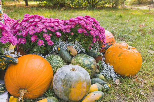 istock Halloween pumpkin and chrysanthemum flowers, fall decoration 1409119314