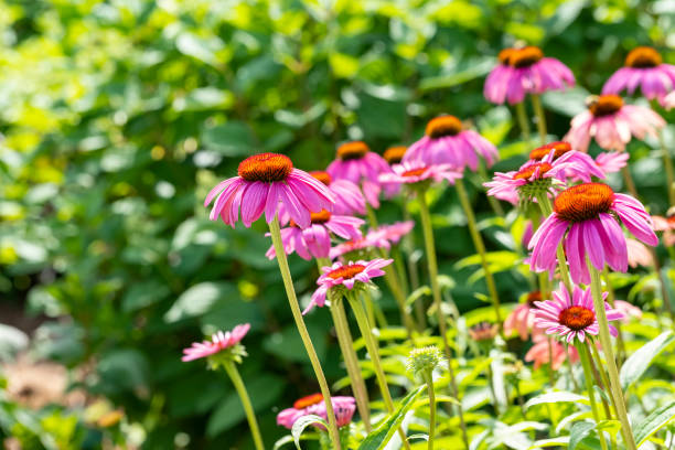 istock Purple Coneflowers in a Garden 1409119341