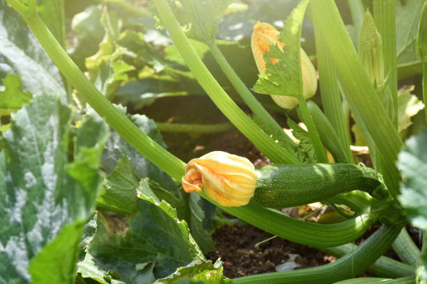 istock Zucchini with blossom growing in the garden 1409119370