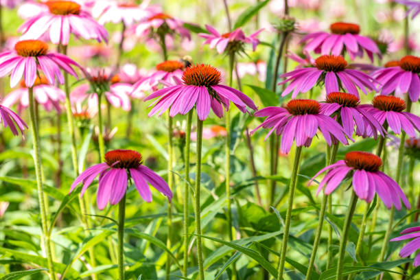 istock Purple Coneflowers in a Garden 1409119372
