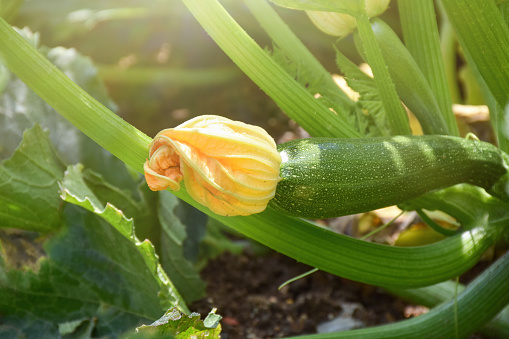 Fresh organic zucchini growing in the garden with blossom