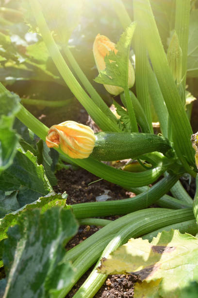 istock Zucchini with blossom growing in the garden 1409119554