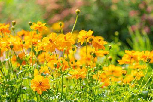 Backlit Yellow Cosmos Blooming in a Garden