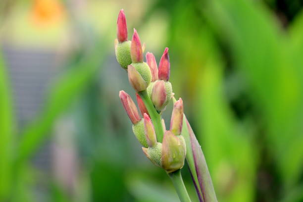 istock A beautiful flower buds, the colors are nice and beautiful 1409120979