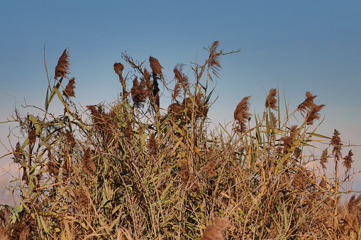 Parco del Mincio natural marsh landscape with reeds