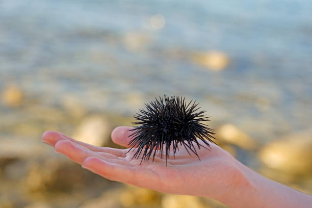 istock See urchin on a palm of the hand, blurred background 1409122037