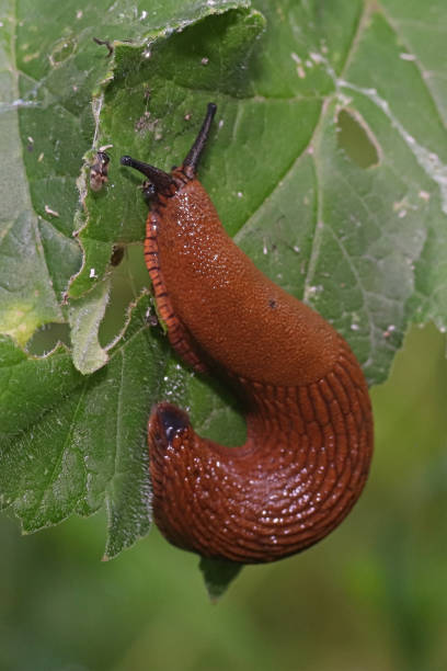 istock Grande loche - Large red slug (Arion rufus). 1409123818