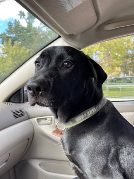 istock Puppy loves car rides 1409124541