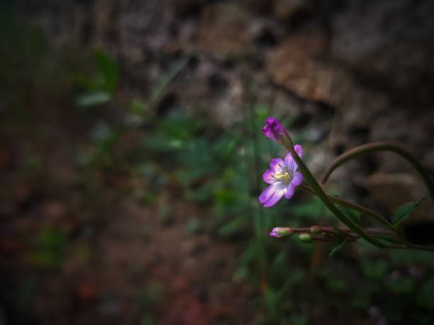 istock Pink flower in blur background 1409125264