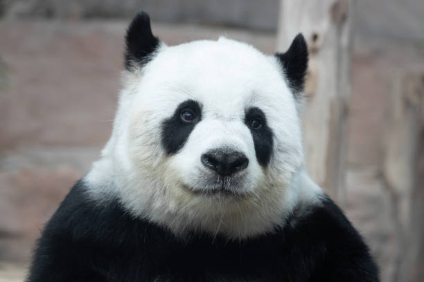 istock Sweet Fluffy Panda in Thailand, Lin Hui 1409125653