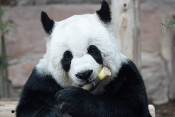 Happy Playful Panda Eating Bamboo Biscuit