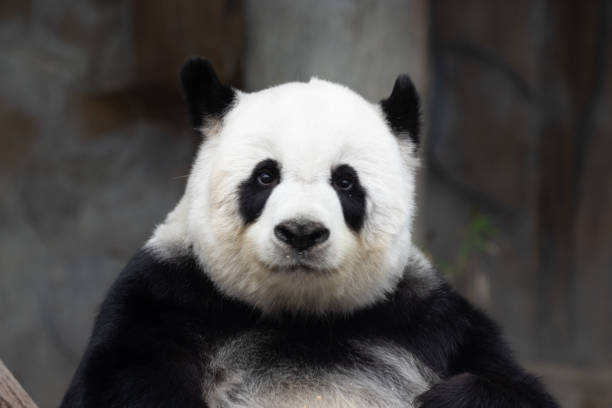 istock Sweet Fluffy Panda in Thailand, Lin Hui 1409125693