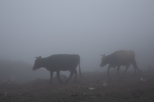 Cows herd in thick fog walking in gloomy sinister overcast on mountain slope. Highlands cattle breeding. Grey haze landscape with cows herd.