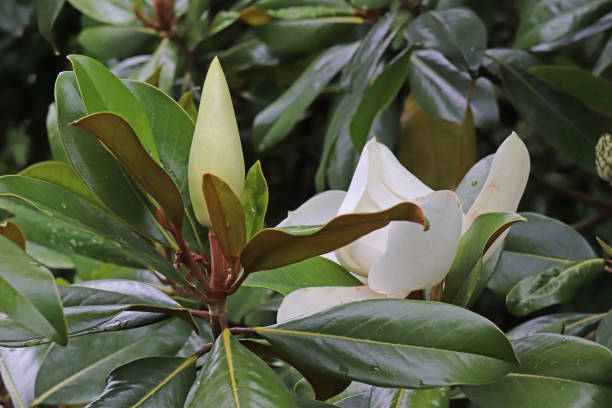 istock Large-flowered magnolia - Southern Magnolia (Magnolia grandiflora). 1409126562
