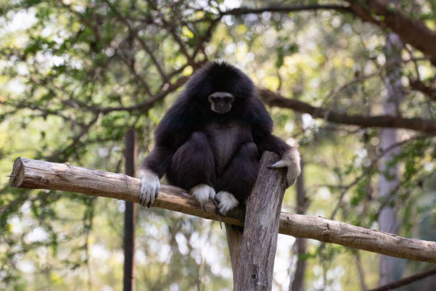 istock Close up White-Handed Gibbon 1409127325