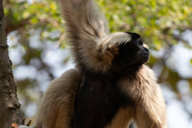 istock Close up Pileated gibbon (Hylobates pileatus) 1409127369