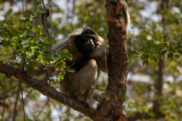 istock Close up Pileated gibbon (Hylobates pileatus) 1409127383