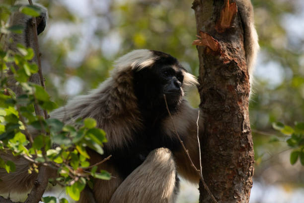 istock Close up Pileated gibbon (Hylobates pileatus) 1409127391