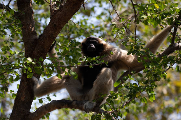 istock Close up Pileated gibbon (Hylobates pileatus) 1409127410