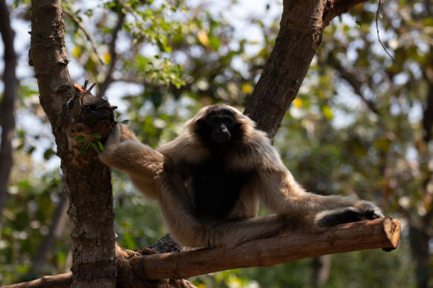 istock Close up Pileated gibbon (Hylobates pileatus) 1409127413