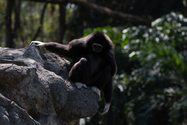 istock Close up White-Handed Gibbon 1409127416