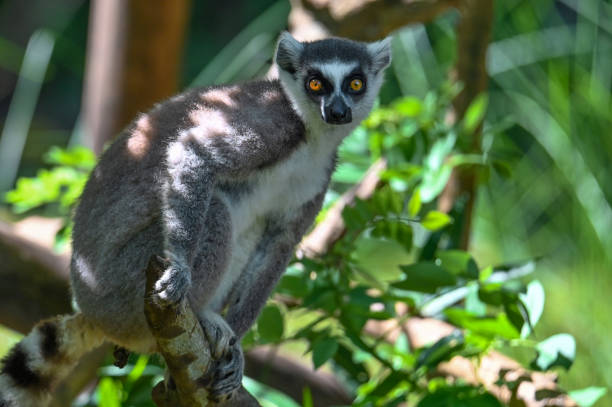 istock Ring Tailed Lemur kata – Lemur catta, Close up, Madagascar nature 1409127488