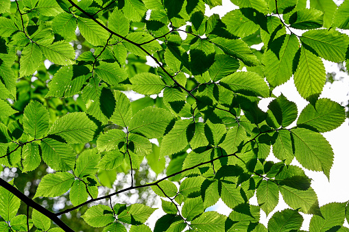 looking up through green foilage a summer day in Sweden july 9 2022