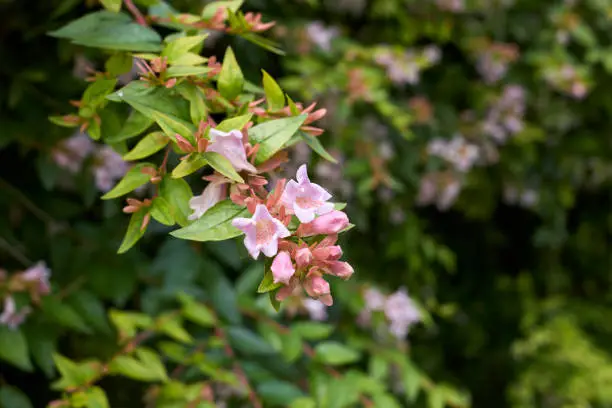 Photo of Abelia grandiflora in bloom