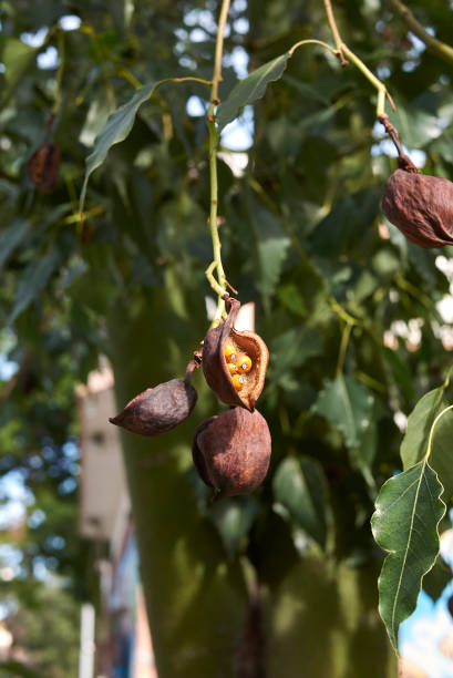istock Brachychiton populneus tree close up 1409128058
