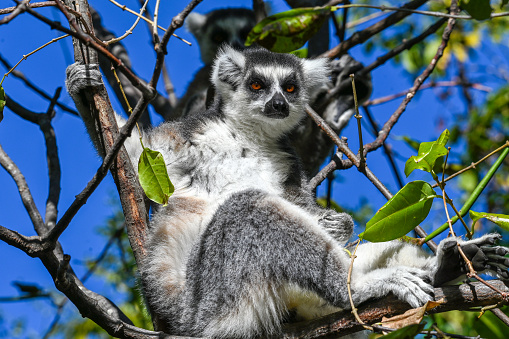 Lemur holding on city zoo fence