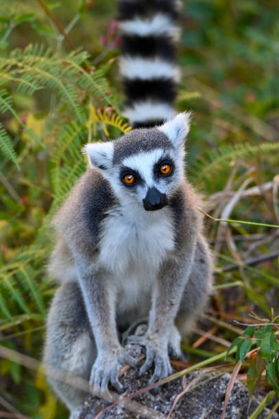 Ring Tailed Lemur kata – Lemur catta, Close up, Madagascar nature stock photo