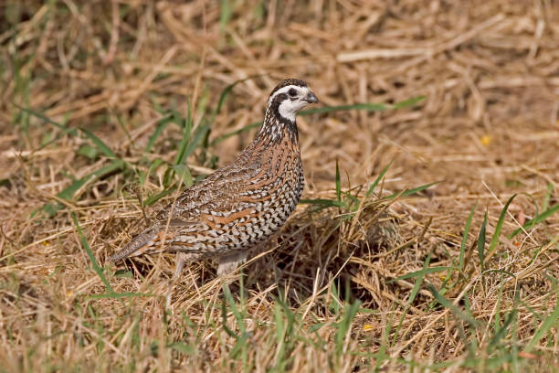 istock Northern Bobwhite, Colinus virginianus, in meadow 1409129426