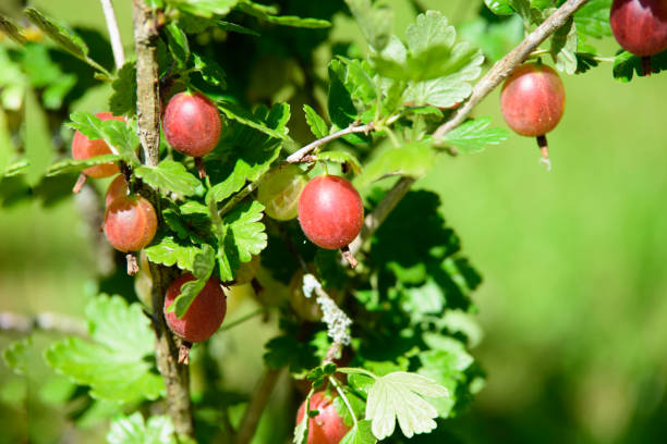晴れた夏の日に緑の茂みの中の美しい赤いグースベリー - gooseberry fruit bush green ストックフォトと画像