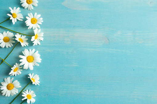 Border of many white daisy flowers with yellow centres on a blue wood background with copy space