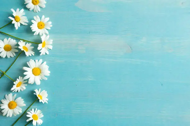 Border of many white daisy flowers with yellow centres on a blue wood background with copy space