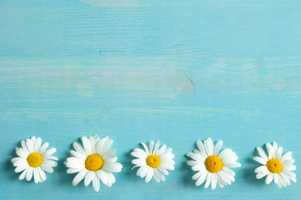 istock White daisy flowers on blue 1409131198