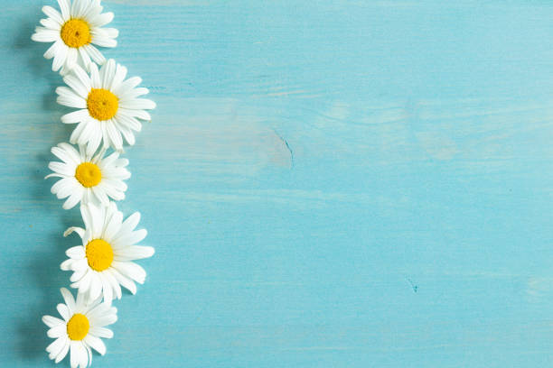 istock Daisy flower border on blue wood 1409131199