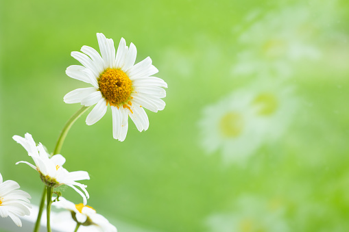 White daisy flowers with reflection on a vibrant green background