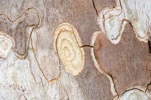 Tree bark of a plane tree, background.