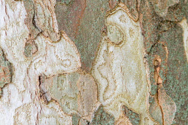 Tree bark background