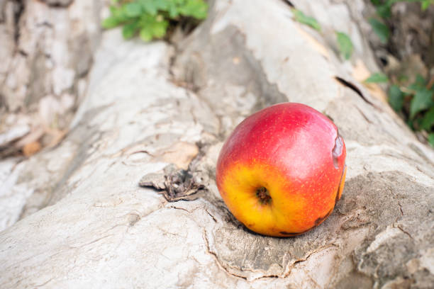 An apple fruit with brown curves caused by worms on the floor.