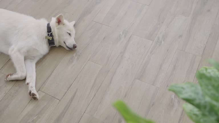 White dog sleeping soundly on wooden floor