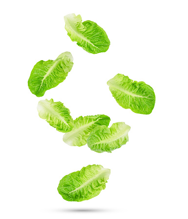 Falling of fresh green cos lettuce leaves isolated on white background.