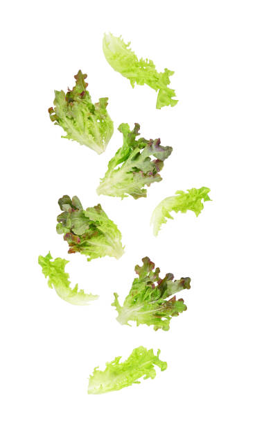 Fresh salad organic lettuce falling in the air isolated on white