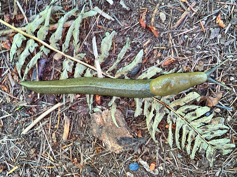 A common invertebrate on the forest floors of the pacific coast, a Banana Slug moves over a bed of fir and hemlock needles.