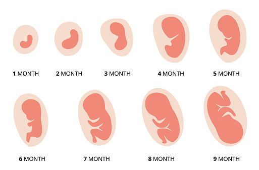 Human fetus development. Pregnancy. Illustration showing stages in human embryonic development. Inside the womb.