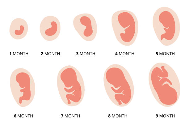 Human fetus development. Pregnancy. Illustration showing stages in human embryonic development. Inside the womb Human fetus development. Pregnancy. Illustration showing stages in human embryonic development. Inside the womb. human blastocyst stock illustrations