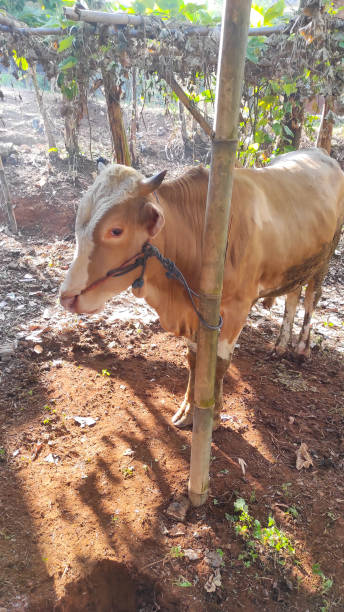 toro marrón atado a un poste de bambú - foto de archivo - editorial sacrifice animal cow fotografías e imágenes de stock