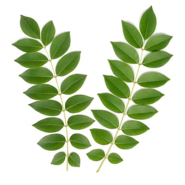 istock green tropical plant leaves, foliage 1409139095